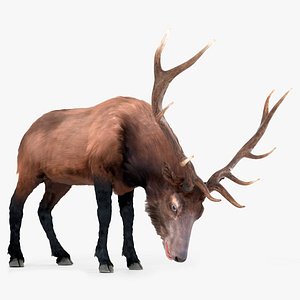 3D model Wapiti Eating Fur Animated Rigged For Blender