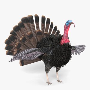 turkey animal bird 3D model