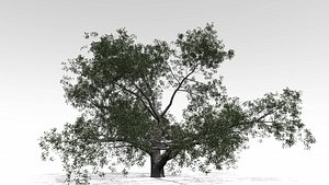 3D model live oak