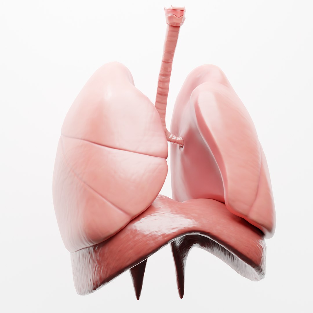 human respiratory lungs 3D model https://p.turbosquid.com/ts-thumb/kQ/6eoSGH/1CWaQgsF/5/png/1605977499/1920x1080/fit_q87/32762d8356b166417545f4f6317dd12944e23538/5.jpg