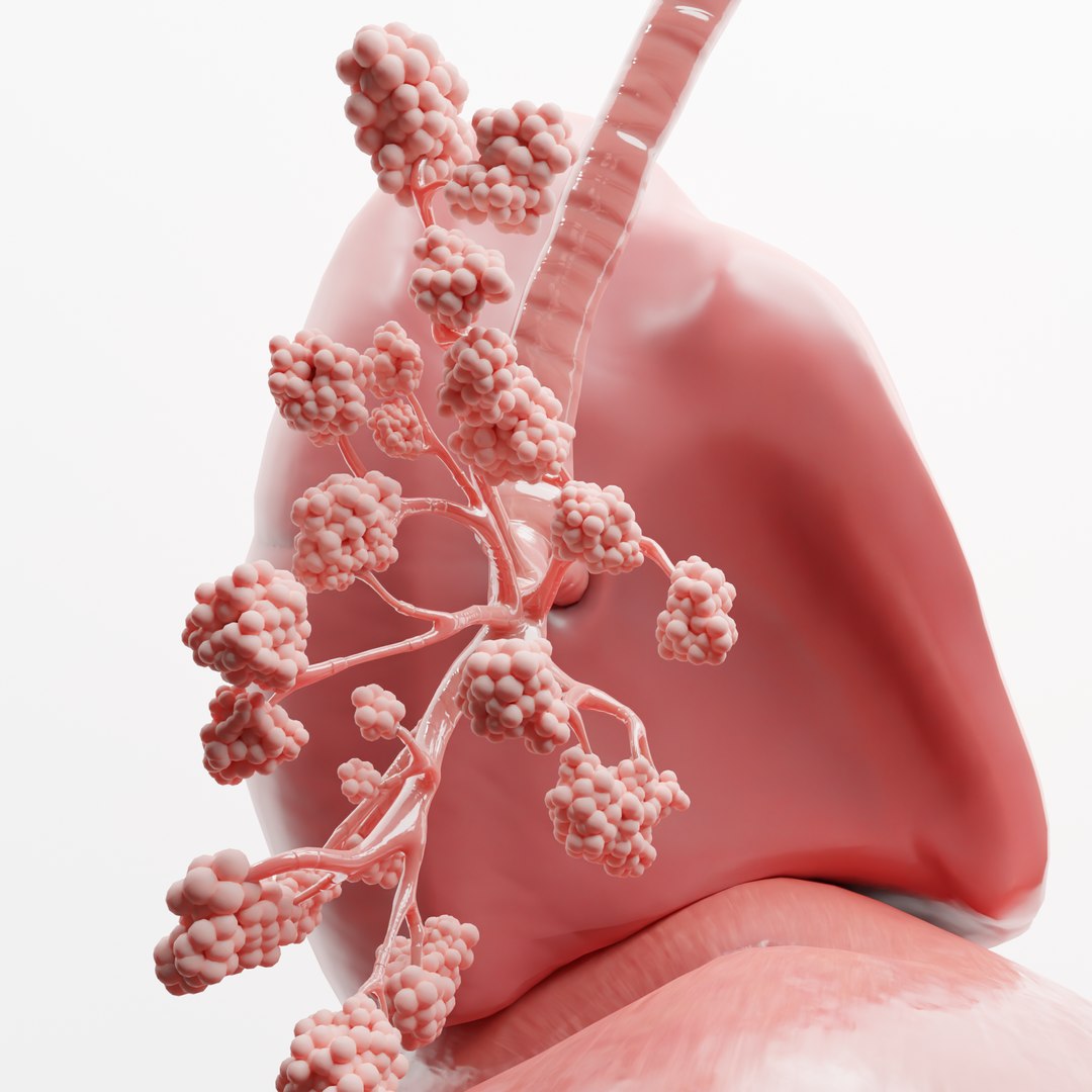 human respiratory lungs 3D model https://p.turbosquid.com/ts-thumb/kQ/6eoSGH/6W6RafiK/7/png/1605977499/1920x1080/fit_q87/41d0d5e17b4b1b26de57a9ce67639766df4629a6/7.jpg