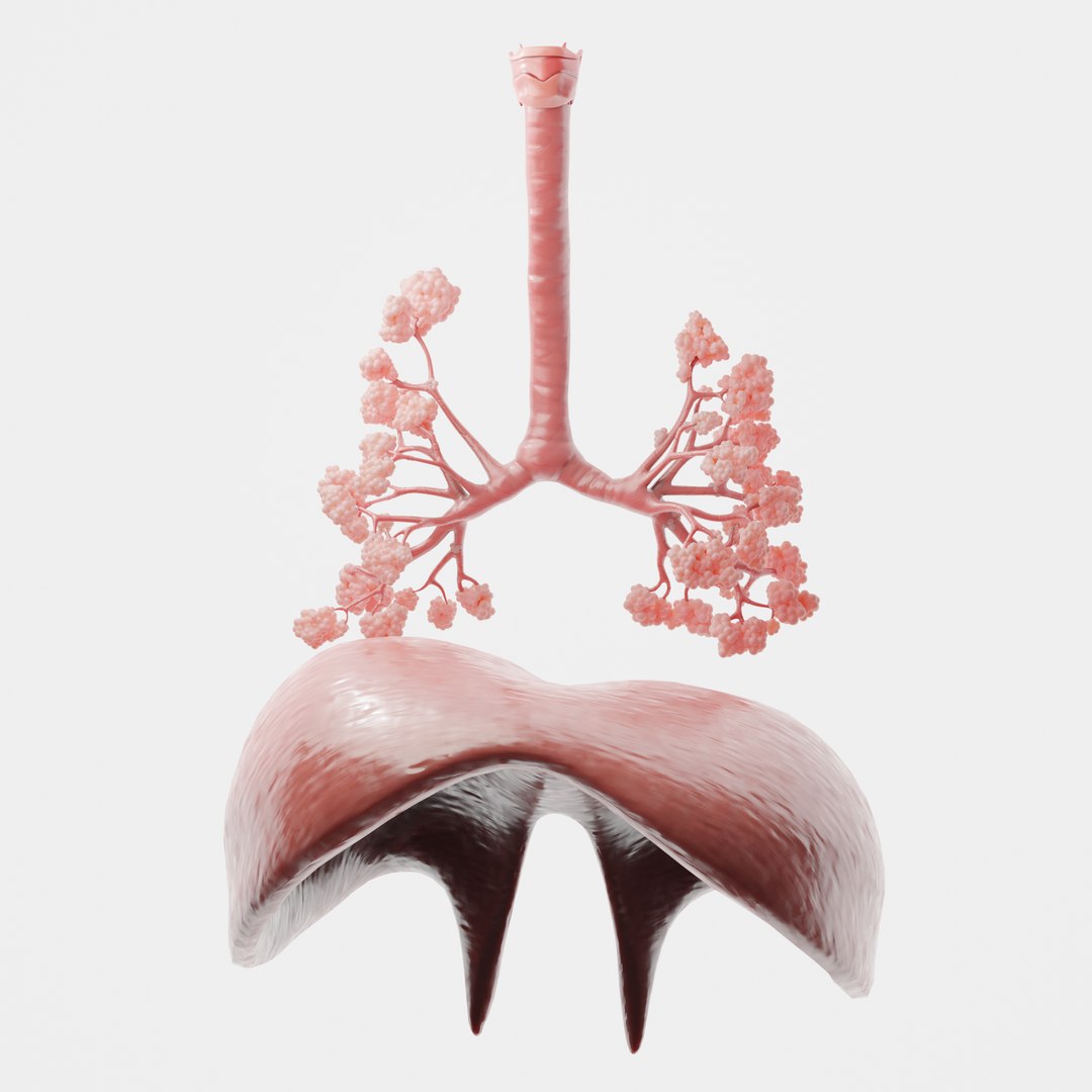 human respiratory lungs 3D model https://p.turbosquid.com/ts-thumb/kQ/6eoSGH/EZO5EyCO/3/png/1605977499/1920x1080/fit_q87/d6a15a4de45f9fa55ceeace0c7a2a9f45a0891b4/3.jpg