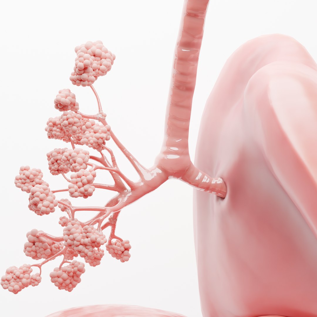 human respiratory lungs 3D model https://p.turbosquid.com/ts-thumb/kQ/6eoSGH/lMolcuPH/6/png/1605977499/1920x1080/fit_q87/c713432c2d8479936b7078d9b375fe35abe8ab02/6.jpg