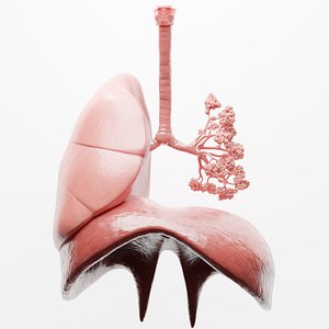 human respiratory lungs 3D model