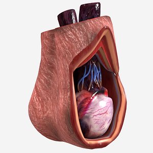 male testicle anatomy 3D