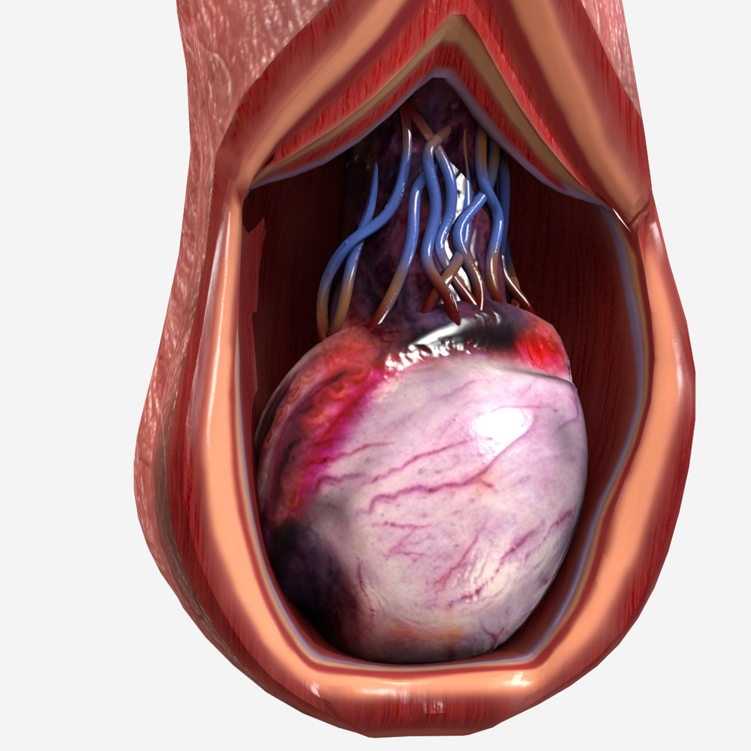 male testicle anatomy 3D https://p.turbosquid.com/ts-thumb/kQ/C9lCRS/tgTvbUkV/tes4/jpg/1583941915/1920x1080/fit_q87/9ddcf62ee7fd23e18022c321f899dc6ca242ebfb/tes4.jpg