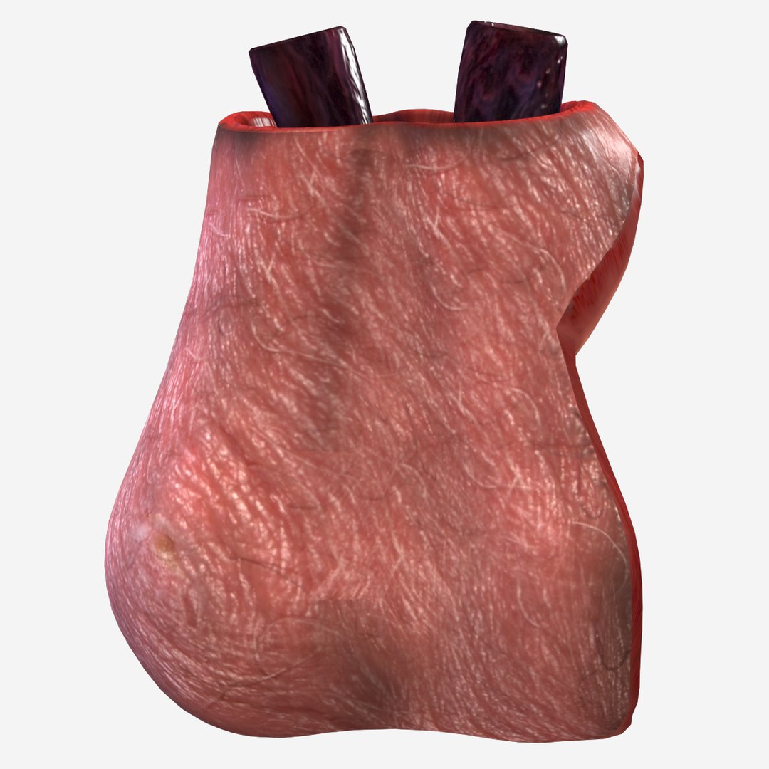 male testicle anatomy 3D https://p.turbosquid.com/ts-thumb/kQ/C9lCRS/wJ2nWfjB/tes1/jpg/1583941915/1920x1080/fit_q87/855cb7e831cfce021ae1c2bfc4a85bc264f20b8d/tes1.jpg