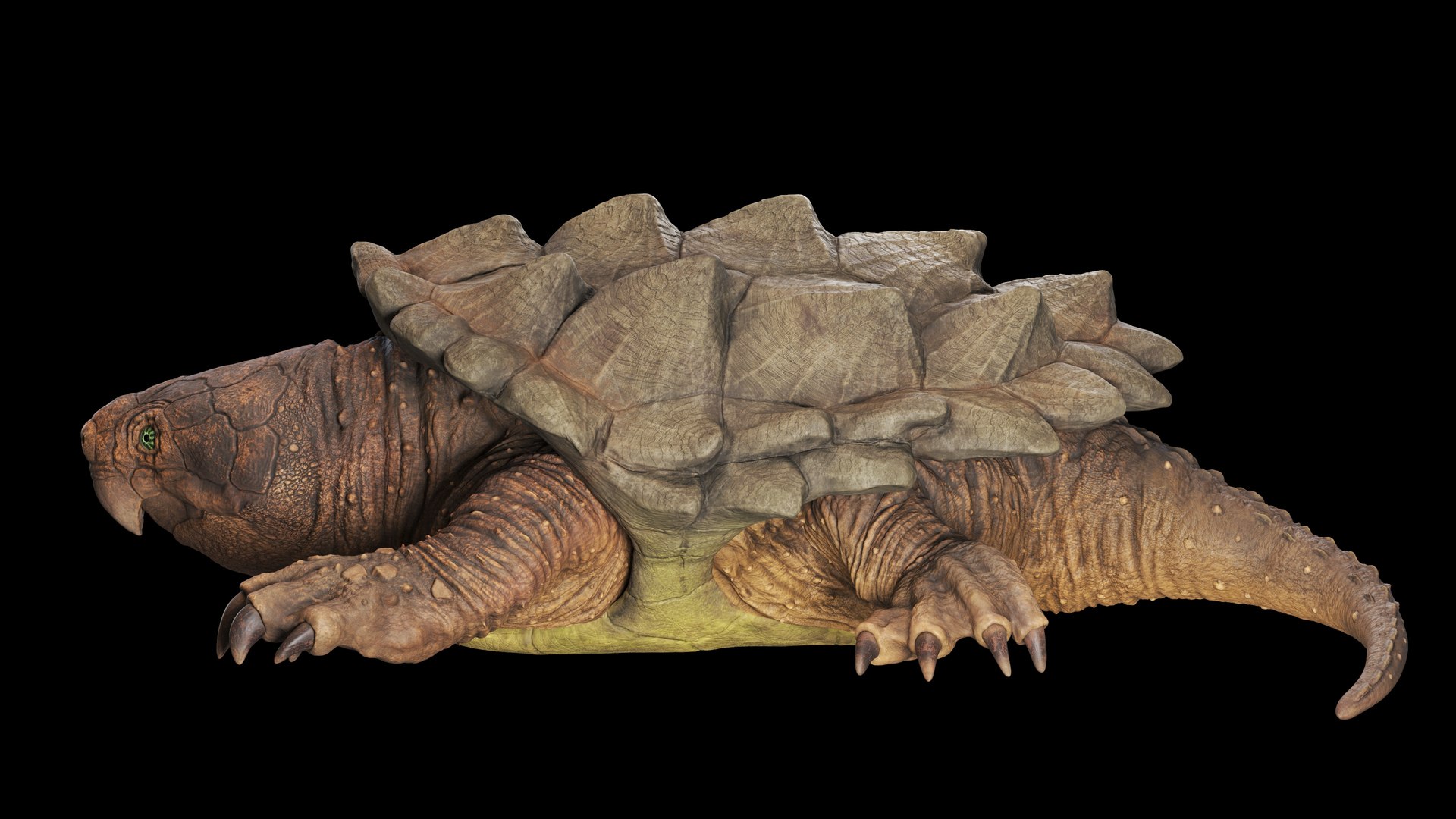 Alligator Snapping  turtle rigged 3D https://p.turbosquid.com/ts-thumb/kQ/KS1TPd/9P/side3/jpg/1748786933/1920x1080/fit_q87/8b53090838e1fd762d7633bbe26b42bbcd74d0e0/side3.jpg