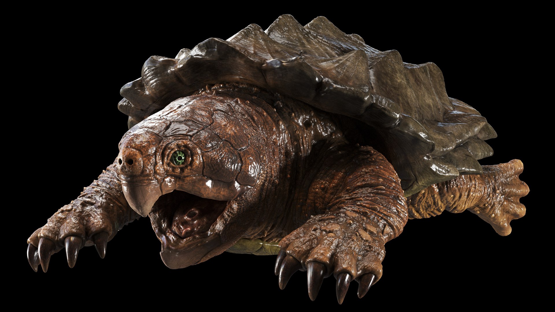 Alligator Snapping  turtle rigged 3D https://p.turbosquid.com/ts-thumb/kQ/KS1TPd/PD/wet/jpg/1748786935/1920x1080/fit_q87/380b86701e5b7566e74d6f09cb4d4f9afa3583a0/wet.jpg