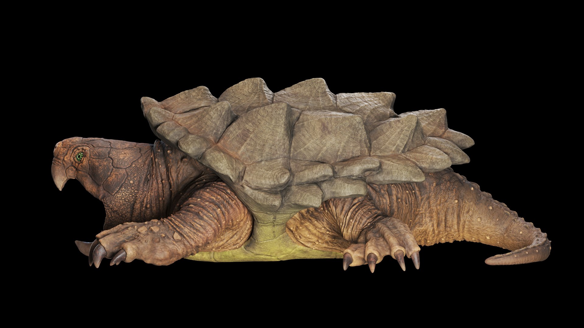 Alligator Snapping  turtle rigged 3D https://p.turbosquid.com/ts-thumb/kQ/KS1TPd/PH/side2/jpg/1748786933/1920x1080/fit_q87/765aae8c115dbee56f978c0c488cbbc8ab139c38/side2.jpg