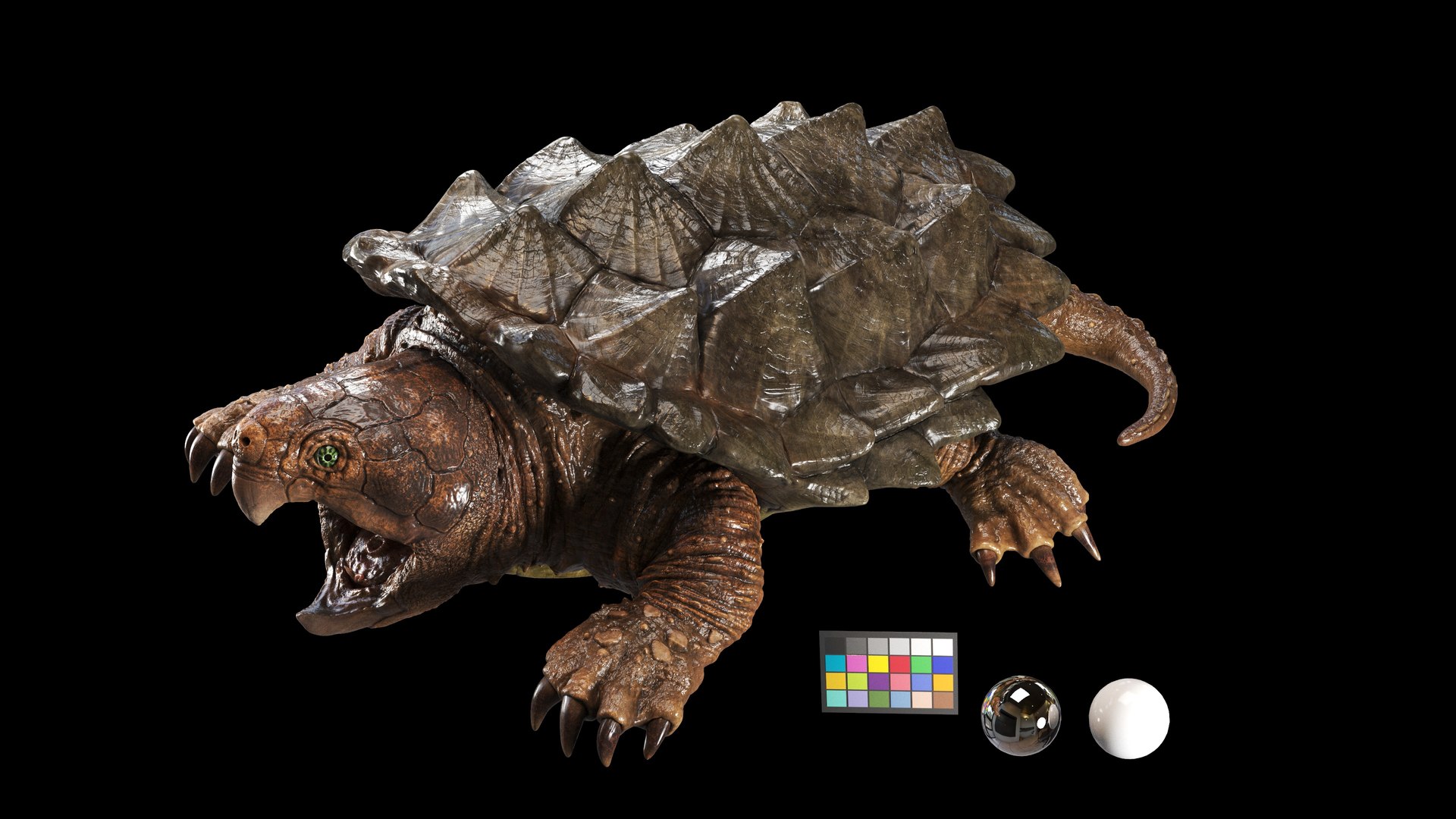 Alligator Snapping  turtle rigged 3D https://p.turbosquid.com/ts-thumb/kQ/KS1TPd/VJ/main2wet/jpg/1748786937/1920x1080/fit_q87/cd233c8e4f0ce7f56f637c7adfb3a7b6d90a6483/main2wet.jpg