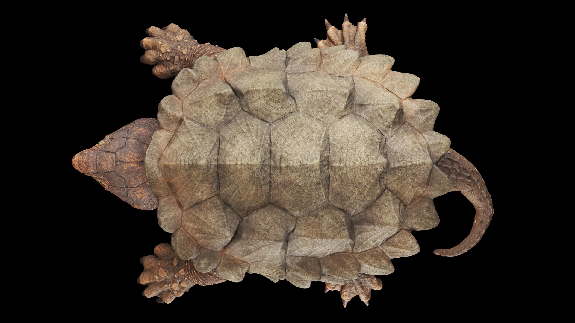 Alligator Snapping  turtle rigged 3D https://p.turbosquid.com/ts-thumb/kQ/KS1TPd/Vh/top2/jpg/1748786934/1920x1080/fit_q87/8ef959324290054f6362912d5161f49a33a7eac8/top2.jpg