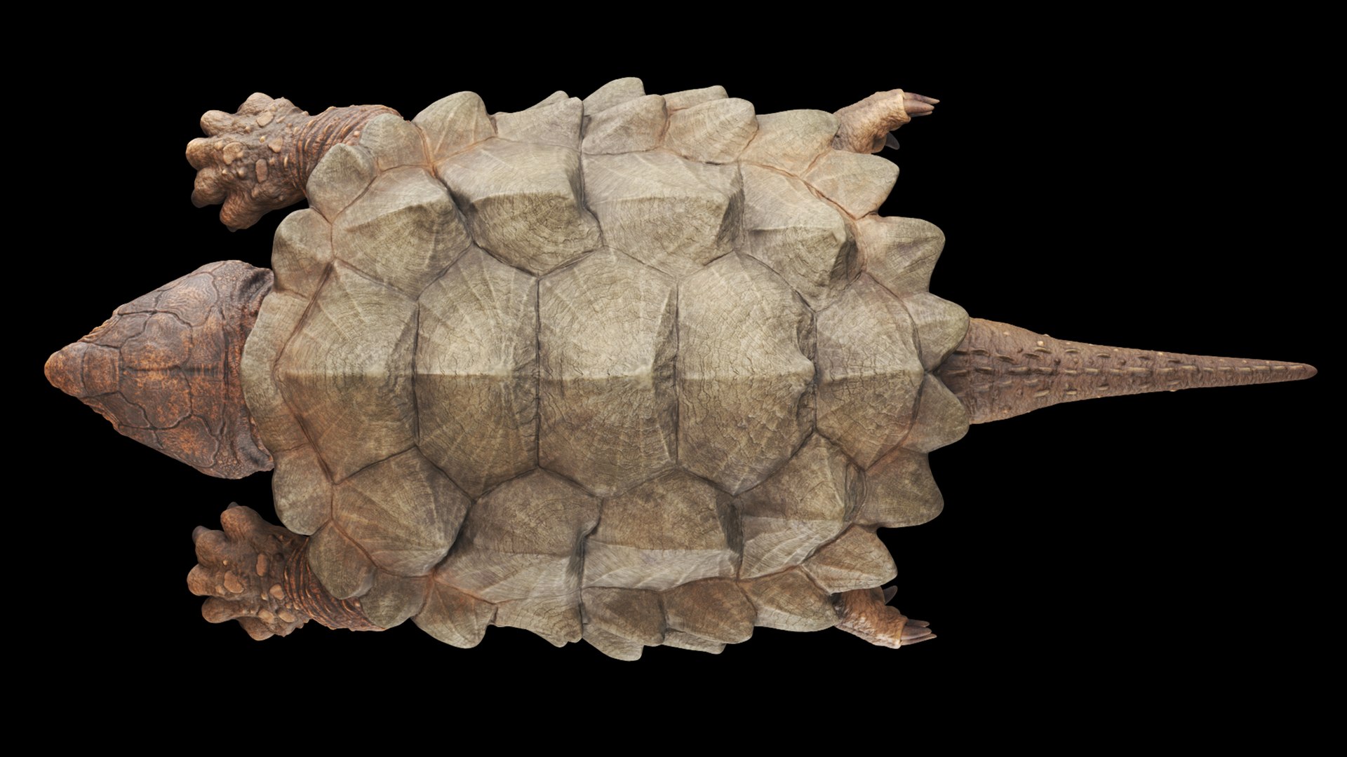 Alligator Snapping  turtle rigged 3D https://p.turbosquid.com/ts-thumb/kQ/KS1TPd/Xy/top/jpg/1748786935/1920x1080/fit_q87/b72f51722da403ec3051fedeca277bfc12837599/top.jpg