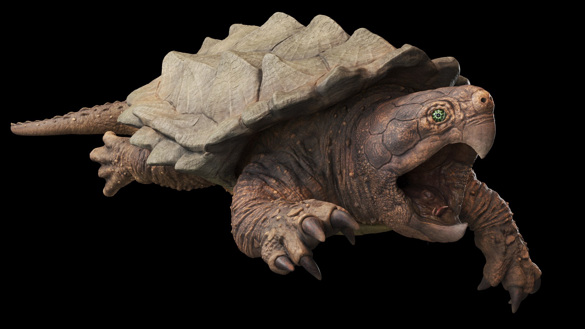 Alligator Snapping  turtle rigged 3D https://p.turbosquid.com/ts-thumb/kQ/KS1TPd/cM/rig1/jpg/1748786931/1920x1080/fit_q87/cb35d0c7e73c9950f4fbf47078ae775c44a8564a/rig1.jpg
