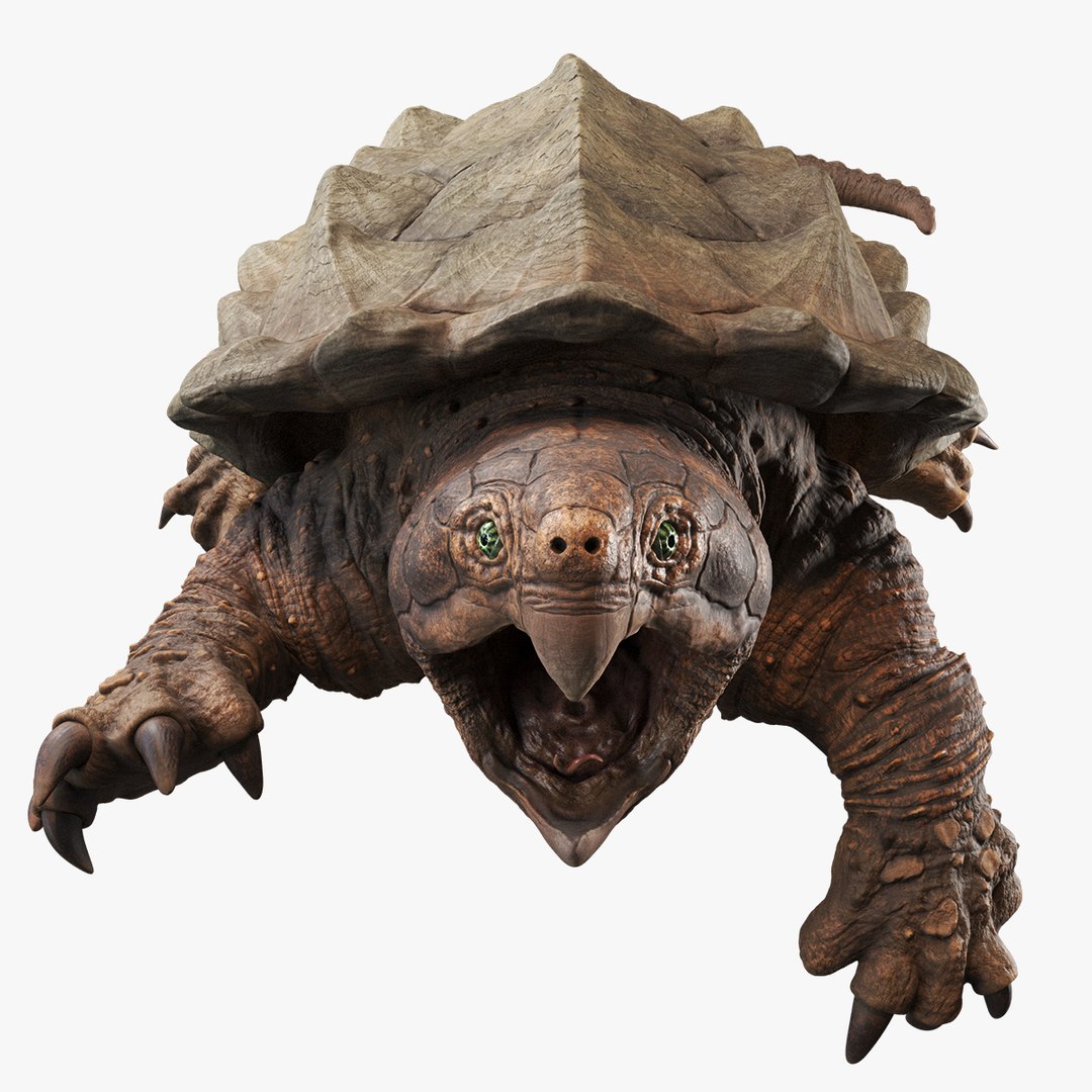 Alligator Snapping  turtle rigged 3D https://p.turbosquid.com/ts-thumb/kQ/KS1TPd/dg/prev5/jpg/1748812983/1920x1080/fit_q87/3cea7ee672707ada5e97ab9c36918ad5df4dbcfc/prev5.jpg