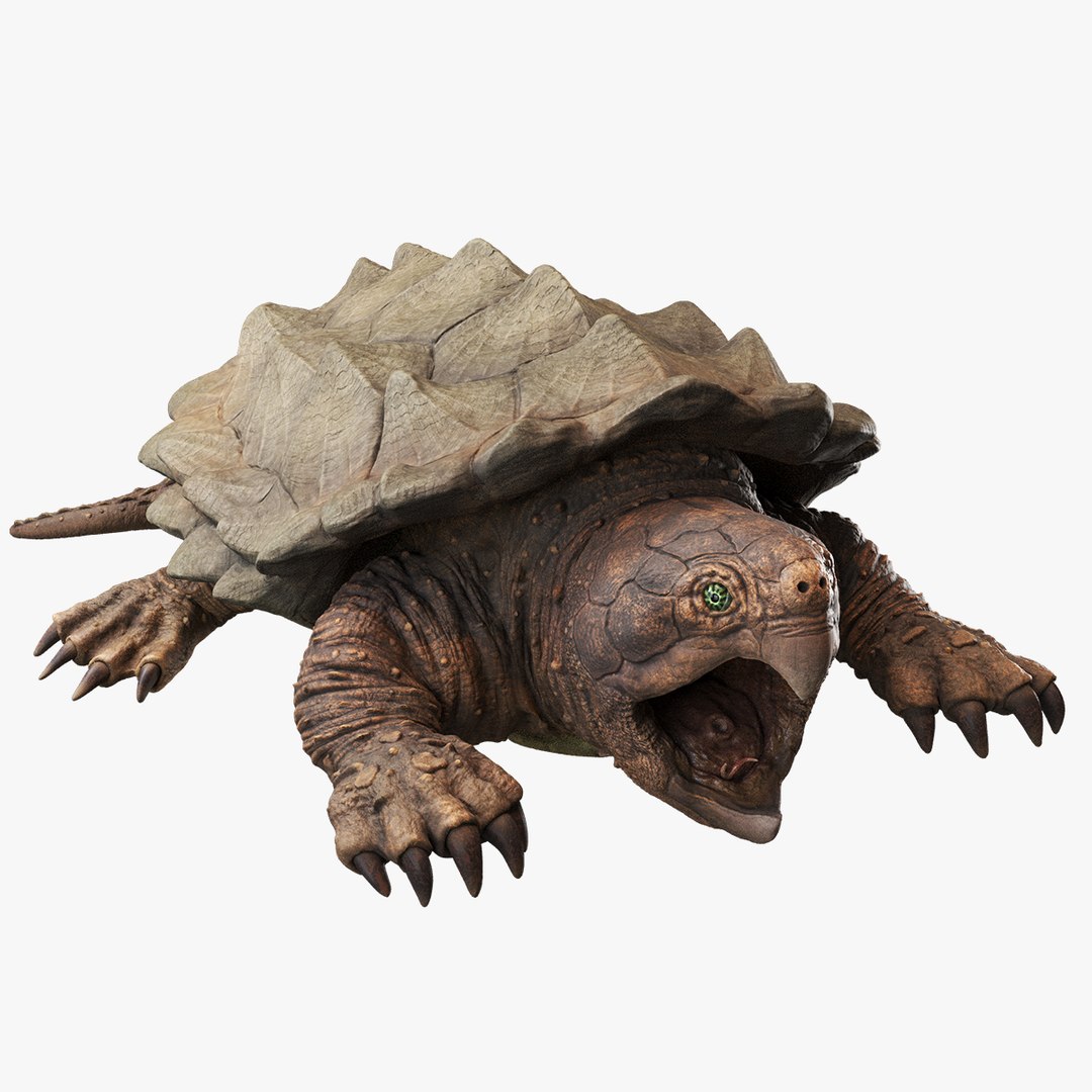 Alligator Snapping  turtle rigged 3D https://p.turbosquid.com/ts-thumb/kQ/KS1TPd/mP/prev4/jpg/1748812983/1920x1080/fit_q87/c264808546bc0ef6372f53663a51dcddb701e469/prev4.jpg