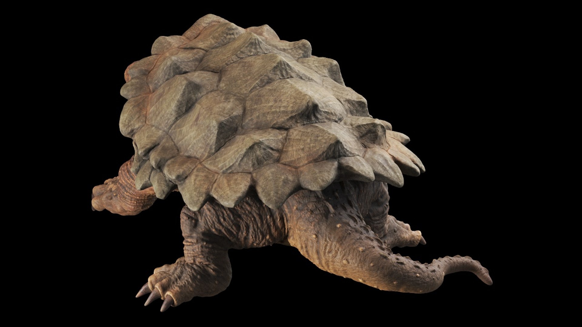 Alligator Snapping  turtle rigged 3D https://p.turbosquid.com/ts-thumb/kQ/KS1TPd/n8/back/jpg/1748786934/1920x1080/fit_q87/b7df138db7d173777d42397d2d94dfddecc5bab7/back.jpg
