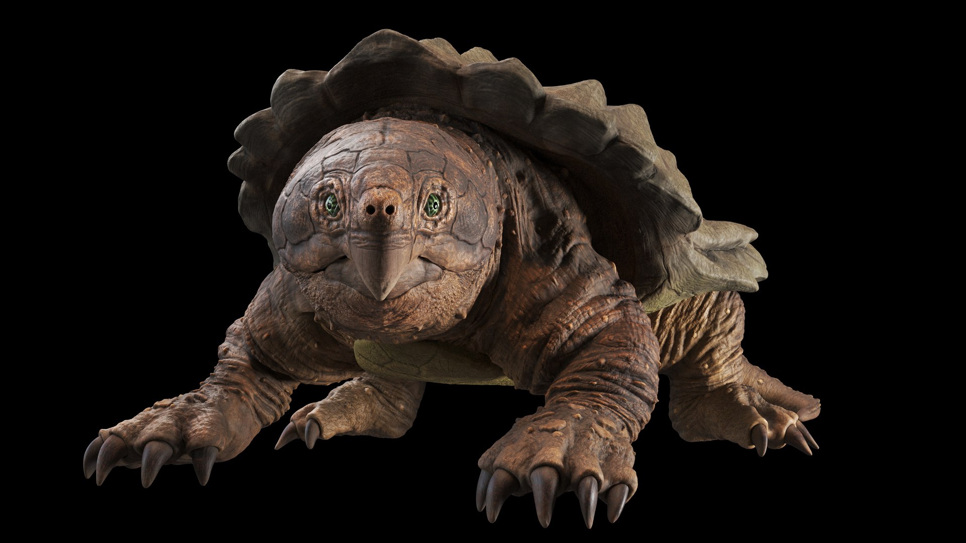 Alligator Snapping  turtle rigged 3D https://p.turbosquid.com/ts-thumb/kQ/KS1TPd/zq/stay2/jpg/1748786933/1920x1080/fit_q87/8efe37d90fb1f1a299f31a0f18349254d1b6057e/stay2.jpg