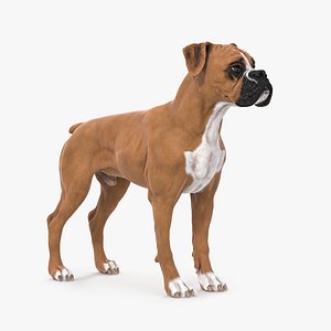 Boxer Dog Textured with Fur