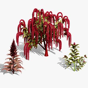 3D model Exotic Amaranth Plant Bundle