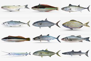Mediterranean Fish Collection