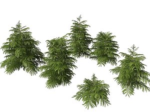 3D model Cryptomeria japonica Elegans Viridis - Japanese Cedar