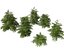 Cryptomeria japonica Elegans Viridis – Japanische Zeder