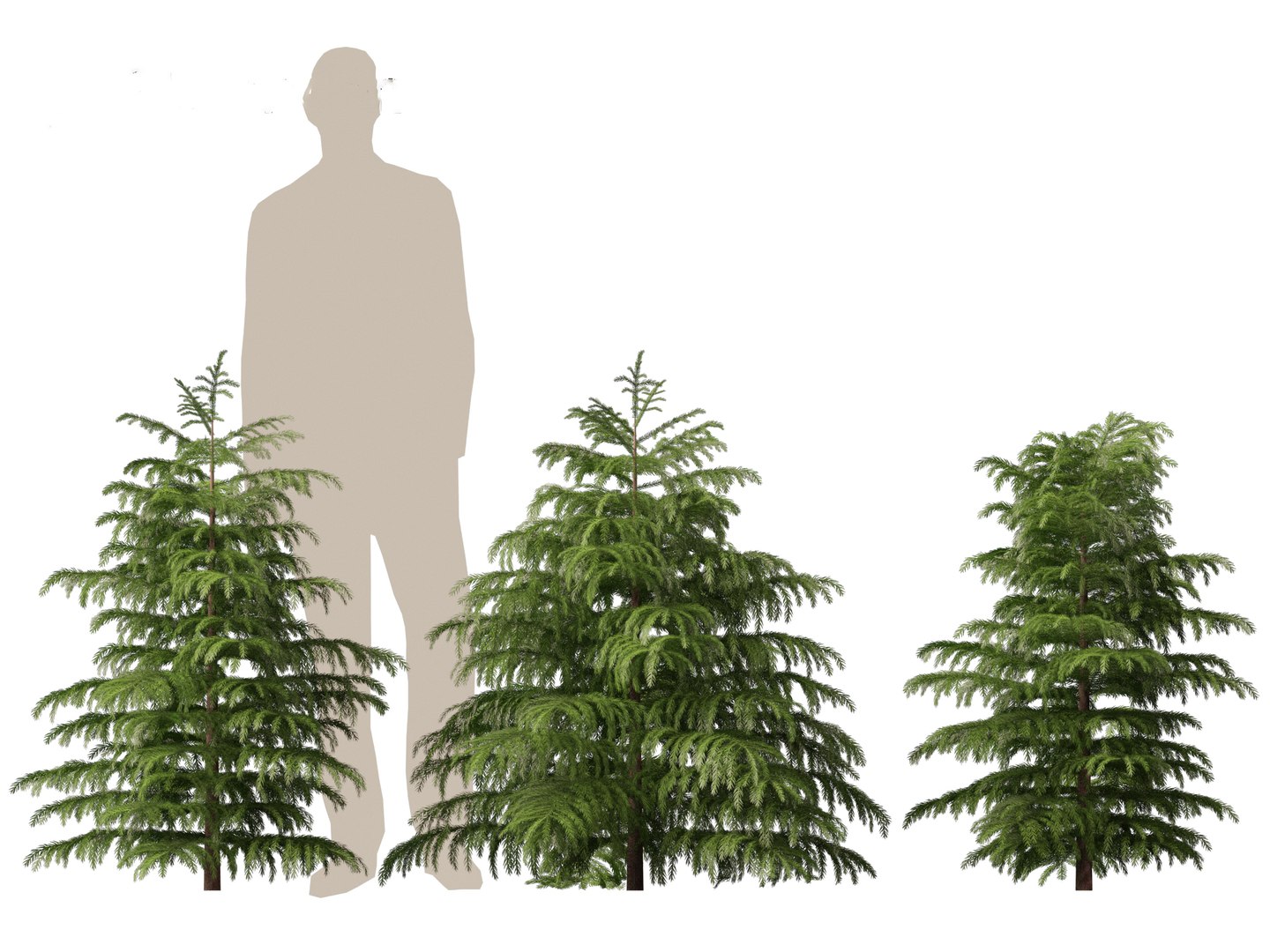 3D model Cryptomeria japonica Elegans Viridis - Japanese Cedar https://p.turbosquid.com/ts-thumb/kQ/ewnJ35/D2/cryptomeriajaponicaelegansviridis013/jpg/1711530047/1920x1080/fit_q87/39c3921f679cfc1b767e3042a7c476253d98875e/cryptomeriajaponicaelegansviridis013.jpg