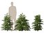 Cryptomeria japonica Elegans Viridis – Japanische Zeder
