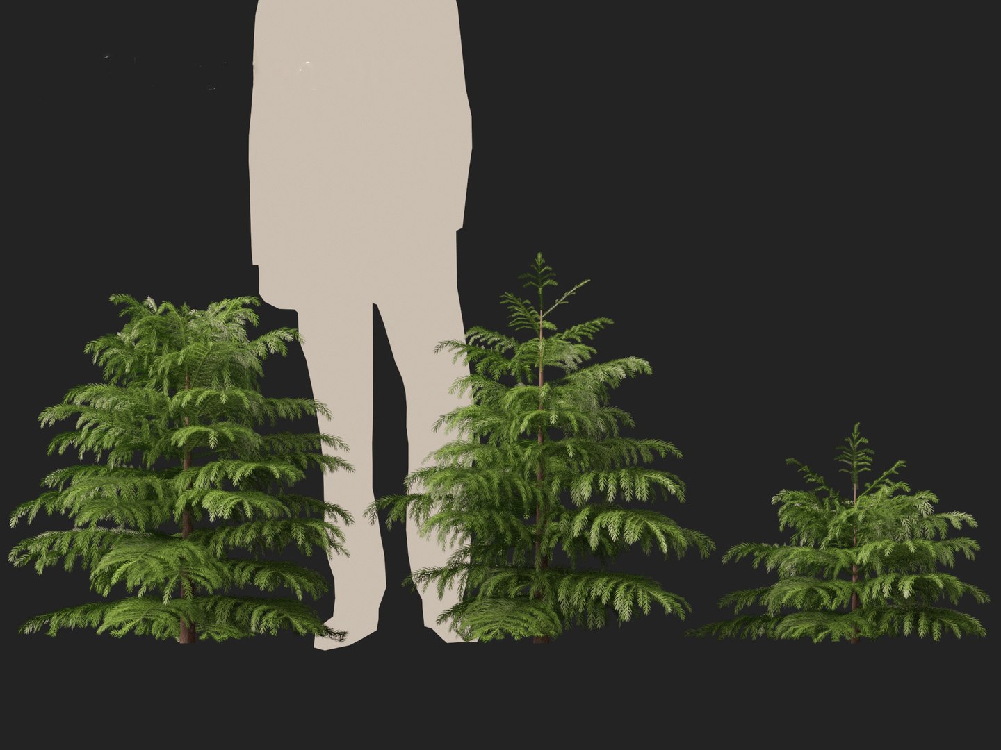 3D model Cryptomeria japonica Elegans Viridis - Japanese Cedar https://p.turbosquid.com/ts-thumb/kQ/ewnJ35/HG/cryptomeriajaponicaelegansviridis016/jpg/1711530052/1920x1080/fit_q87/a797babce1bd47ebc1c42bdd7991622fcc27926b/cryptomeriajaponicaelegansviridis016.jpg