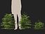 Cryptomeria japonica Elegans Viridis – Japanische Zeder