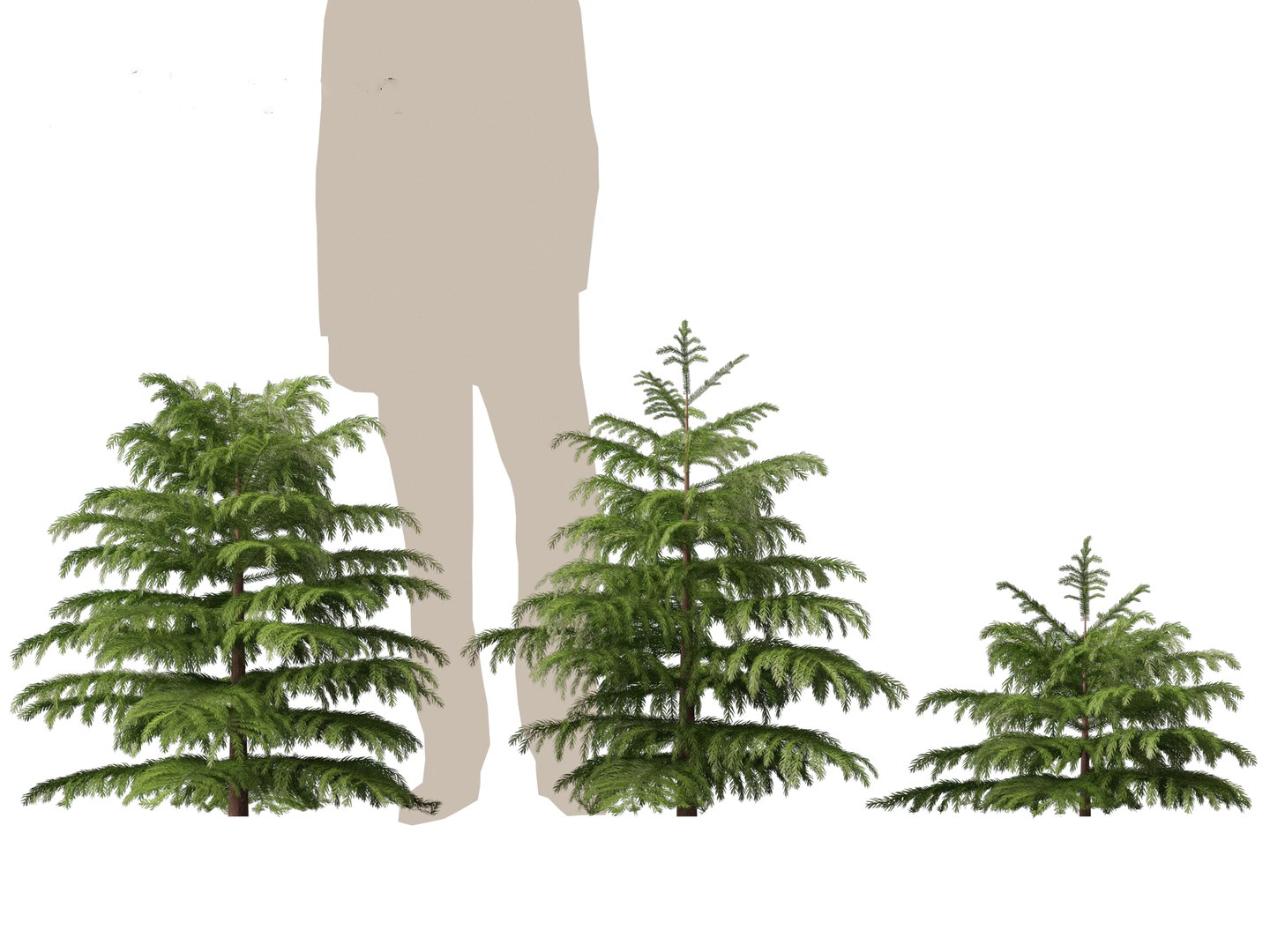 3D model Cryptomeria japonica Elegans Viridis - Japanese Cedar https://p.turbosquid.com/ts-thumb/kQ/ewnJ35/M4/cryptomeriajaponicaelegansviridis015/jpg/1711530050/1920x1080/fit_q87/334bb5ec7f4345d964db55fd85624a49878ad90e/cryptomeriajaponicaelegansviridis015.jpg