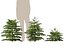 Cryptomeria japonica Elegans Viridis – Japanische Zeder