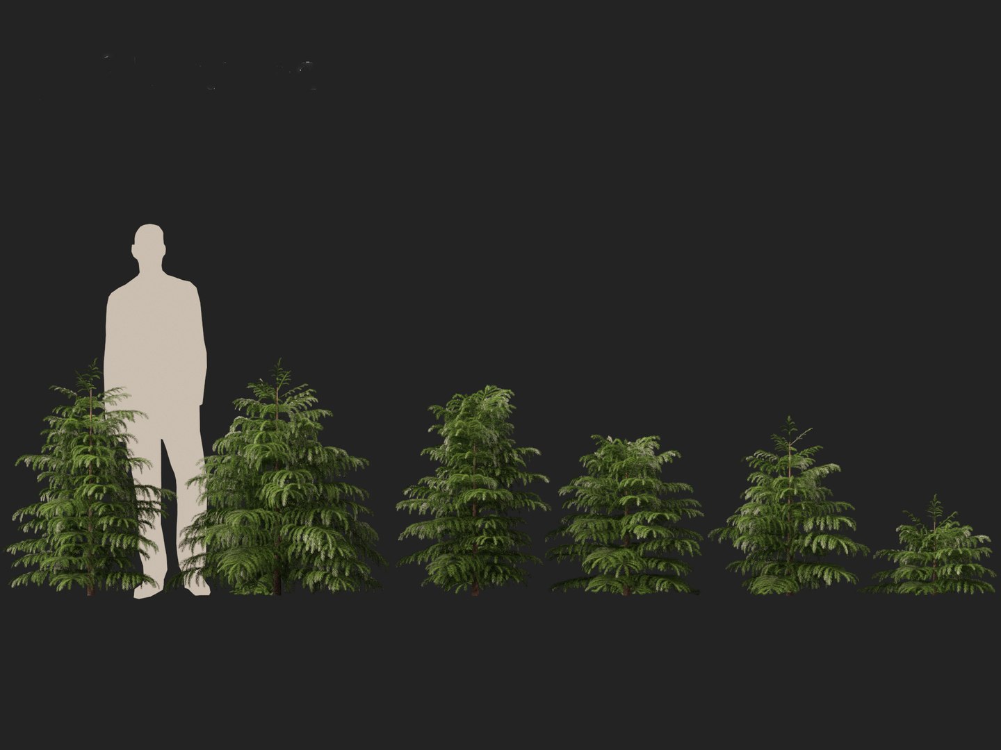3D model Cryptomeria japonica Elegans Viridis - Japanese Cedar https://p.turbosquid.com/ts-thumb/kQ/ewnJ35/Oj/cryptomeriajaponicaelegansviridis012/jpg/1711530051/1920x1080/fit_q87/1047189ef6c7cd03810ff79e89acb38983feb151/cryptomeriajaponicaelegansviridis012.jpg