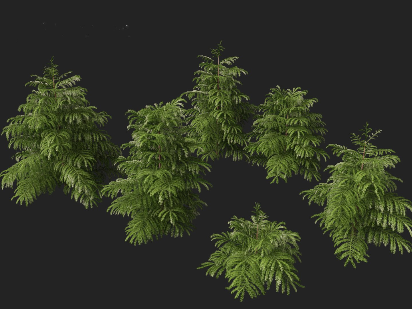 3D model Cryptomeria japonica Elegans Viridis - Japanese Cedar https://p.turbosquid.com/ts-thumb/kQ/ewnJ35/eX/cryptomeriajaponicaelegansviridis018/jpg/1711530052/1920x1080/fit_q87/b7c91028cf66b5bf8f406942a4263fb7afb6e862/cryptomeriajaponicaelegansviridis018.jpg