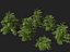 Cryptomeria japonica Elegans Viridis – Japanische Zeder