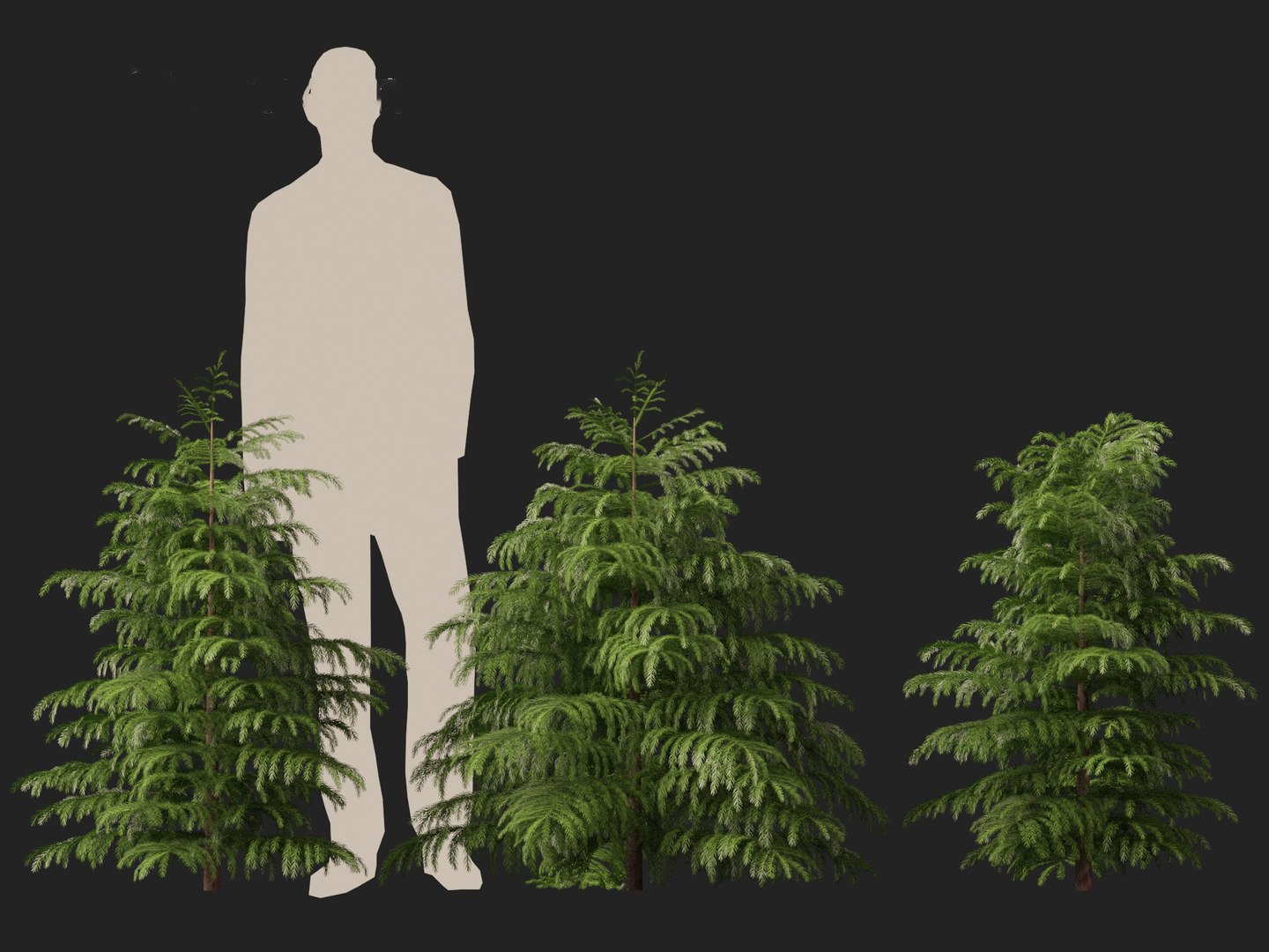 3D model Cryptomeria japonica Elegans Viridis - Japanese Cedar https://p.turbosquid.com/ts-thumb/kQ/ewnJ35/ej/cryptomeriajaponicaelegansviridis014/jpg/1711530046/1920x1080/fit_q87/a001b6f2a3c1356829e29d0b6c8275a4f34fe335/cryptomeriajaponicaelegansviridis014.jpg