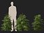 Cryptomeria japonica Elegans Viridis – Japanische Zeder