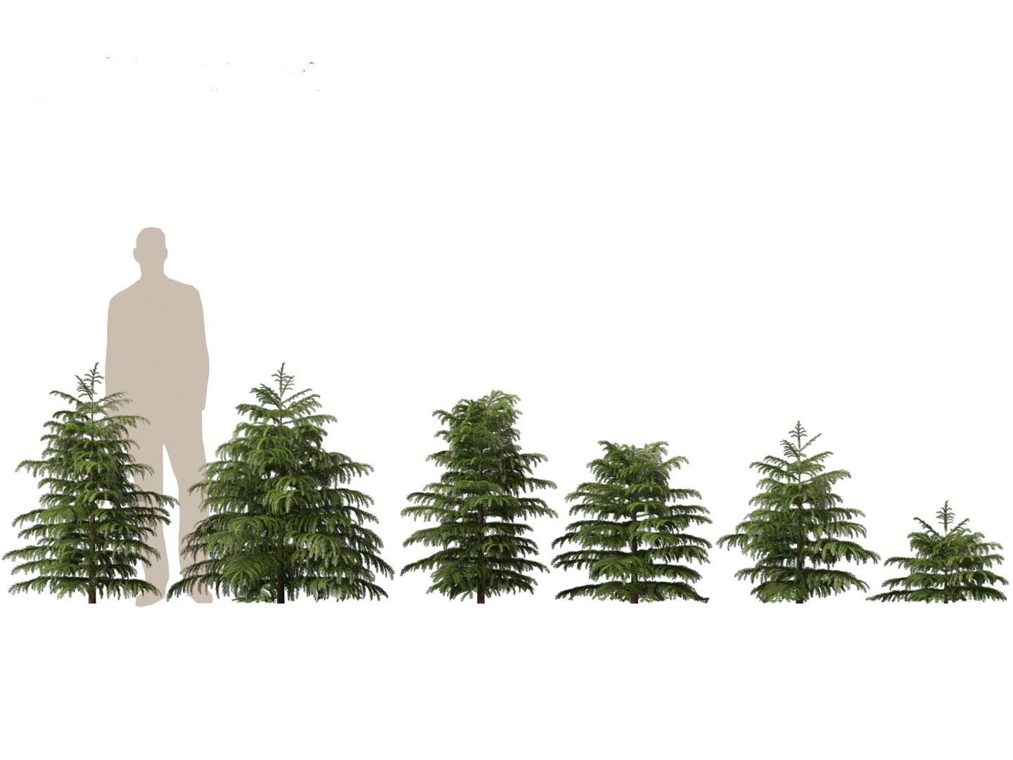 3D model Cryptomeria japonica Elegans Viridis - Japanese Cedar https://p.turbosquid.com/ts-thumb/kQ/ewnJ35/hv/cryptomeriajaponicaelegansviridis011/jpg/1711530043/1920x1080/fit_q87/f68a96723370e08c13f25b27f293ab71c4b61e8e/cryptomeriajaponicaelegansviridis011.jpg