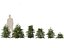 Cryptomeria japonica Elegans Viridis – Japanische Zeder