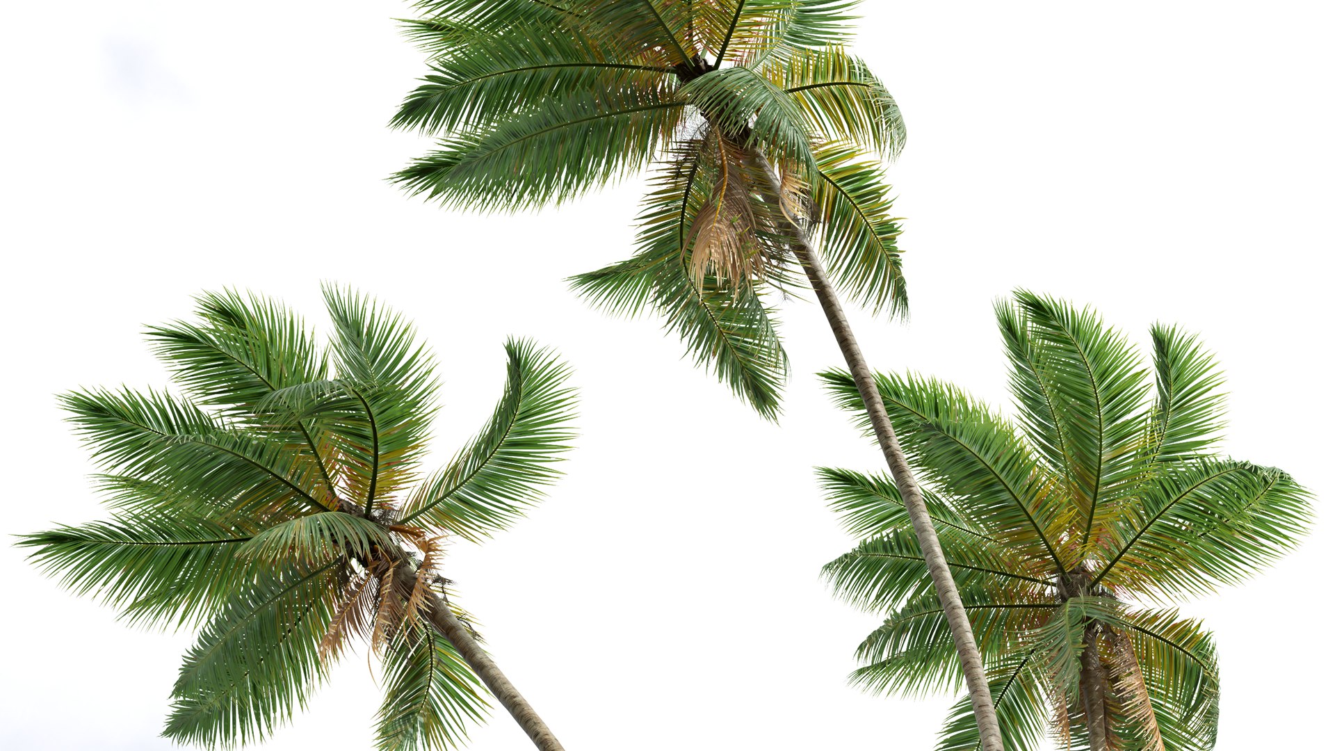 New Plant High detail Cocos Nucifera Windy 3D model https://p.turbosquid.com/ts-thumb/kQ/fahlRL/8w/z04/png/1706187487/1920x1080/fit_q87/77a5b6931e7a7e654a505f3081ffc1cc268b0b9f/z04.jpg