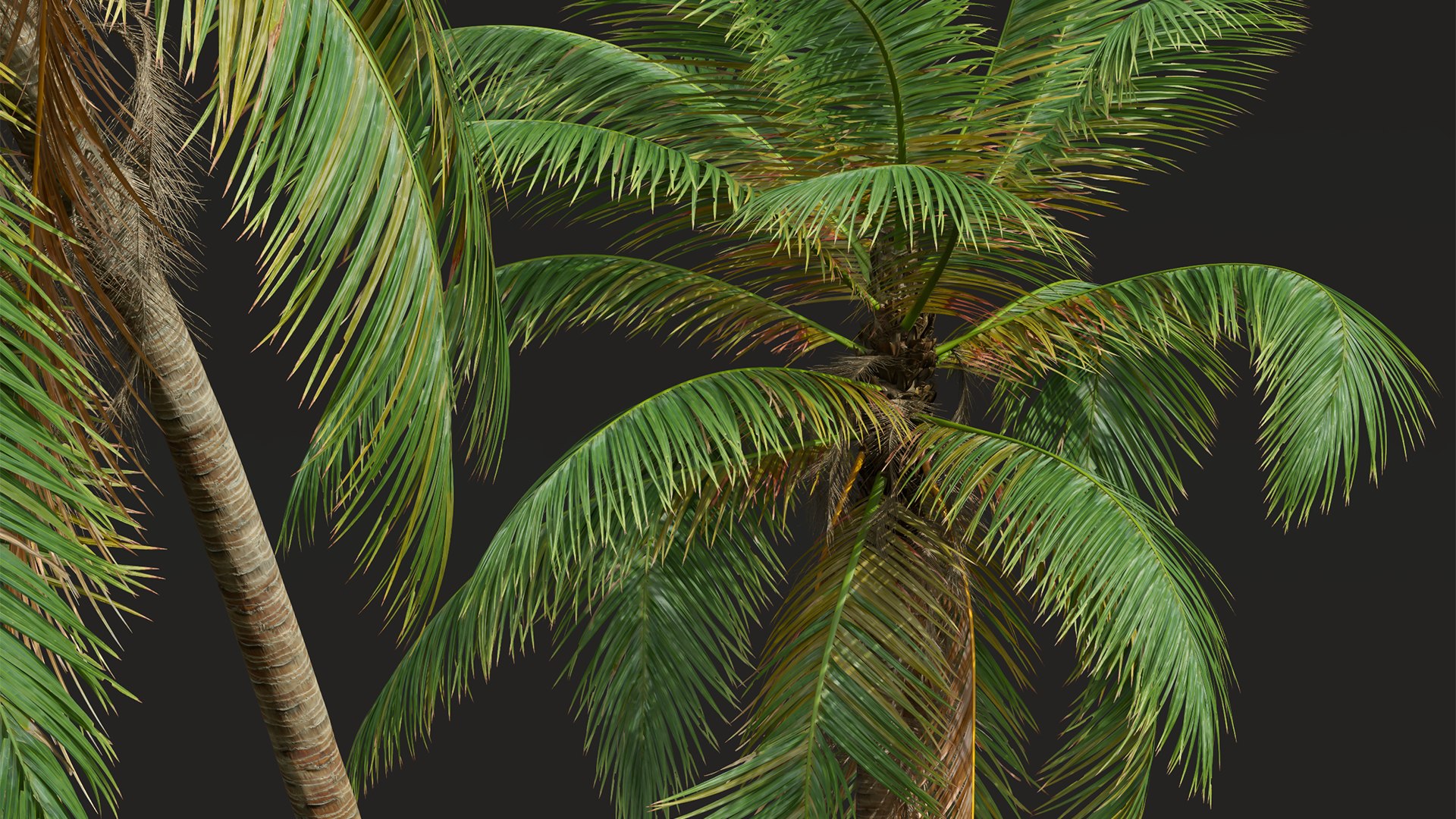 New Plant High detail Cocos Nucifera Windy 3D model https://p.turbosquid.com/ts-thumb/kQ/fahlRL/L2/z05/png/1706187491/1920x1080/fit_q87/c3af80a26a1f14454ab95a09a50cd52ad6386568/z05.jpg