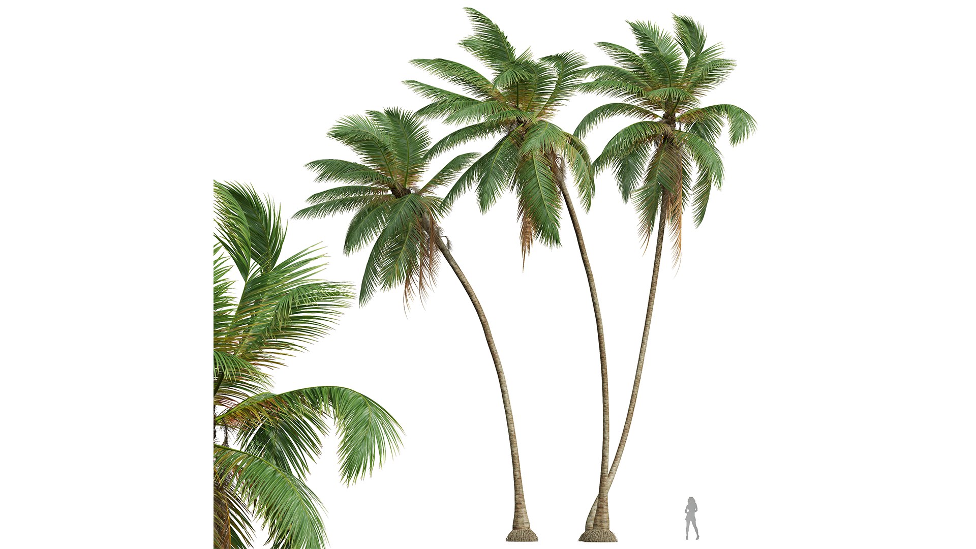 New Plant High detail Cocos Nucifera Windy 3D model https://p.turbosquid.com/ts-thumb/kQ/fahlRL/gC/z01/png/1706187481/1920x1080/fit_q87/8e7d3708968295ff996dd0de19aef296982d7772/z01.jpg
