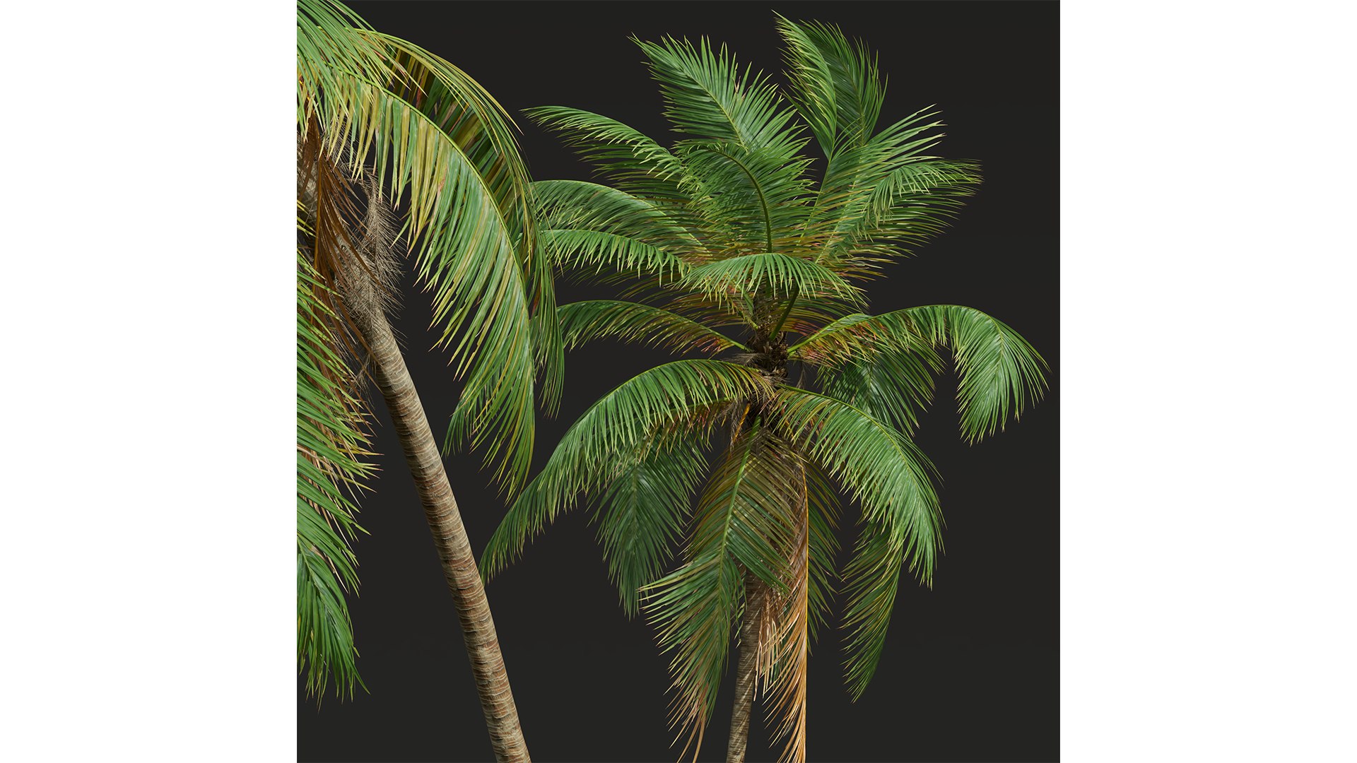 New Plant High detail Cocos Nucifera Windy 3D model https://p.turbosquid.com/ts-thumb/kQ/fahlRL/qZ/z03/png/1706187485/1920x1080/fit_q87/10577bd2241b9fc0326b3722ee33385bfea4a0ed/z03.jpg