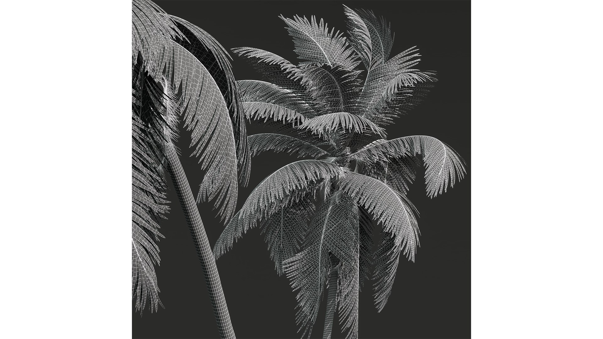 New Plant High detail Cocos Nucifera Windy 3D model https://p.turbosquid.com/ts-thumb/kQ/fahlRL/tN/z06/png/1706187490/1920x1080/fit_q87/1d5aaffcfb889c768a83a3172d07677fdd7d7b9f/z06.jpg