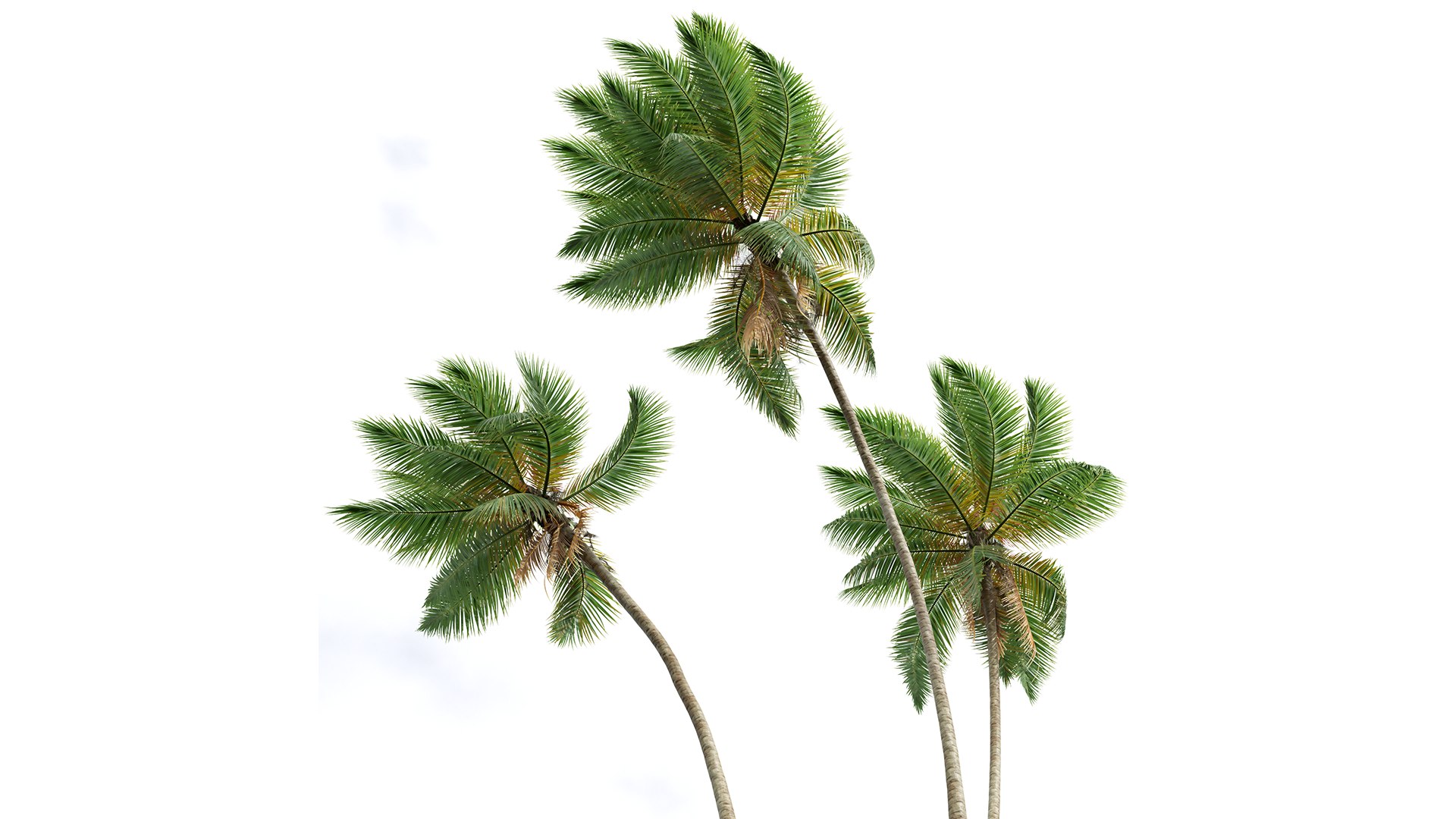 New Plant High detail Cocos Nucifera Windy 3D model https://p.turbosquid.com/ts-thumb/kQ/fahlRL/wH/z02/png/1706187482/1920x1080/fit_q87/de898ce99cd578e73f1b1a2f26cc1fcf59db9c4e/z02.jpg
