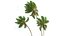 New Plant High detail Cocos Nucifera Windy