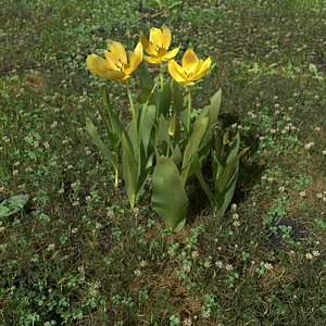 pbr gesner s tulip 3D model