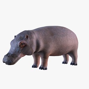 3d model hippo hippopotamus
