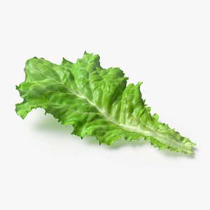 3D Lettuce Leaf model